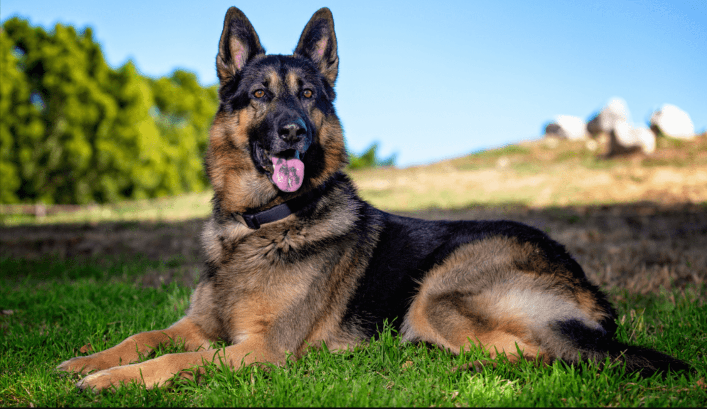 German Shepherd