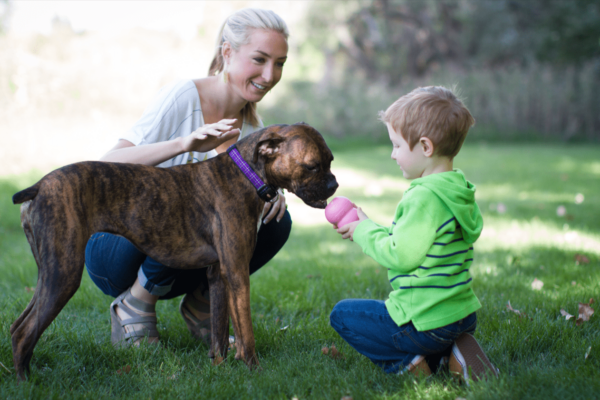 How to Socialize Your Dog?