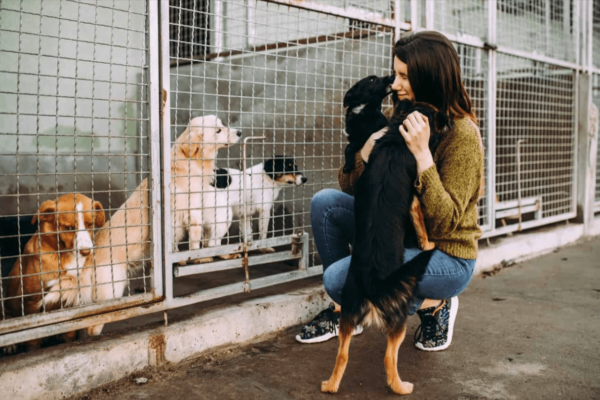 Adopting a Rescue Dog