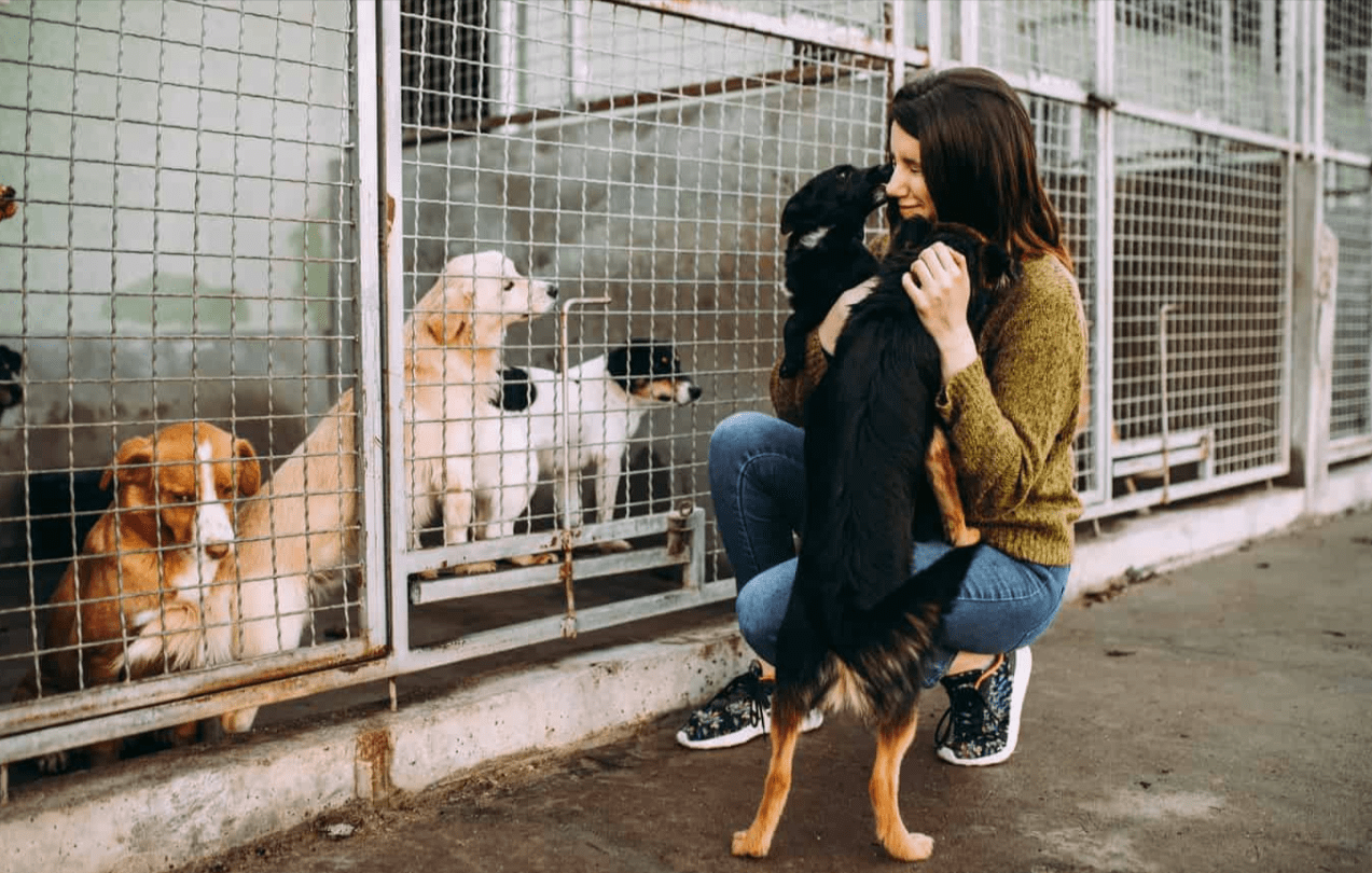 Adopting a Rescue Dog