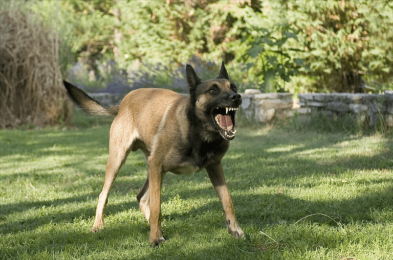 Territorial Behavior in Dogs