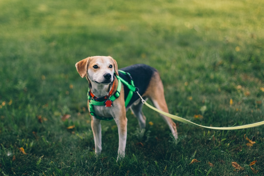 Photo Dog exercising