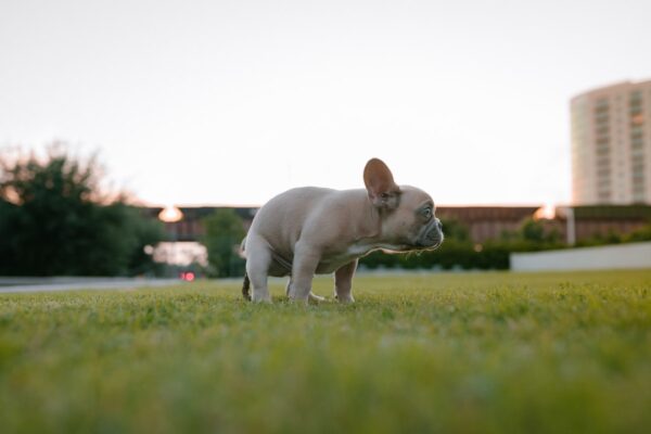 Photo French Bulldog