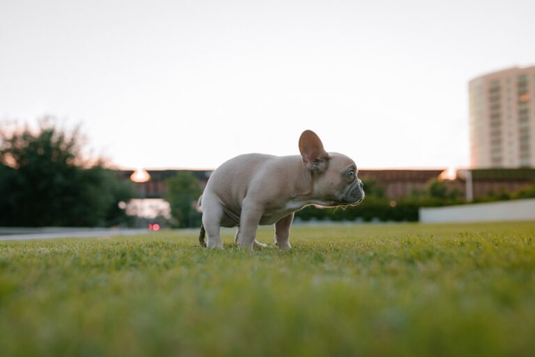 Photo French Bulldog