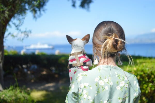 Photo Dog harness