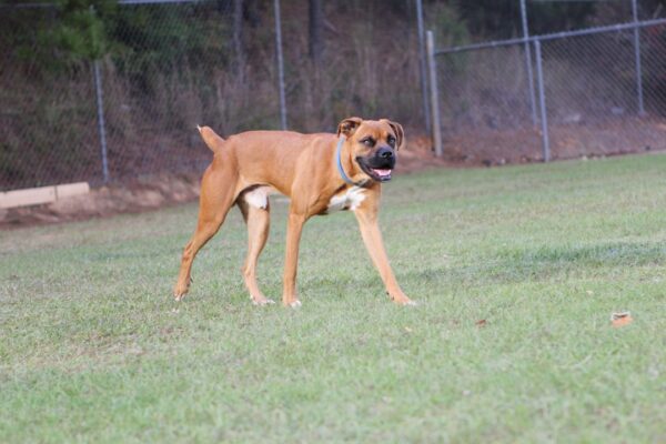 Photo Dog park