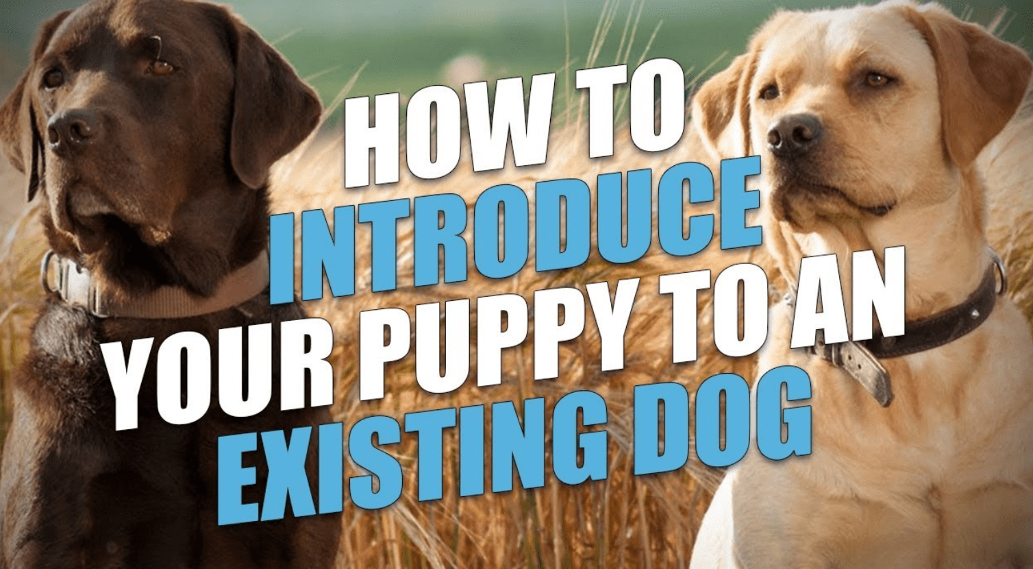 Introducing a New Dog to a Multi-Dog Household