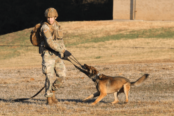 Working Dogs