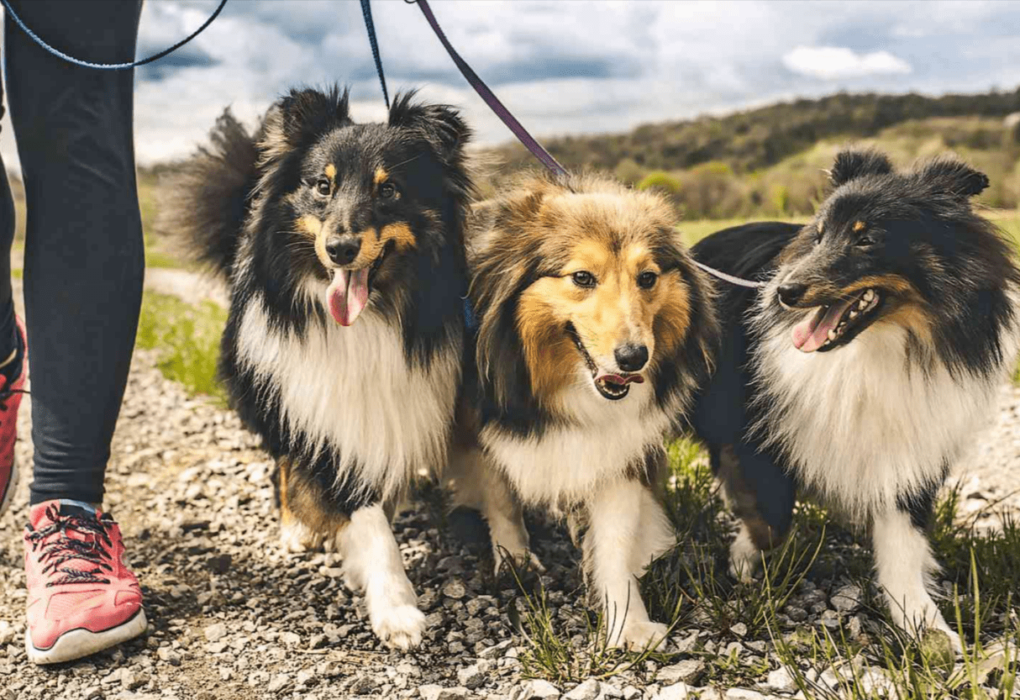 Shetland Sheepdog