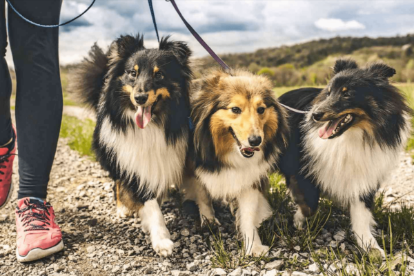 Shetland Sheepdog