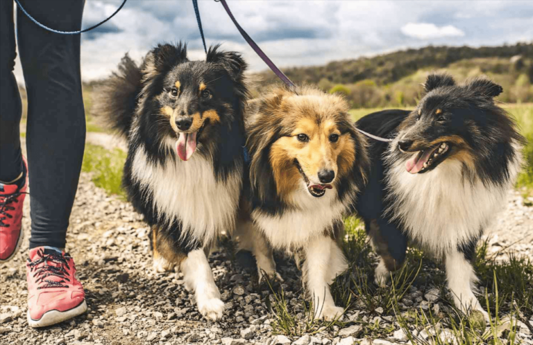 Shetland Sheepdog