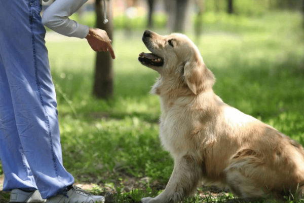 Basic Obedience Training Tips for First-Time Dog Owners