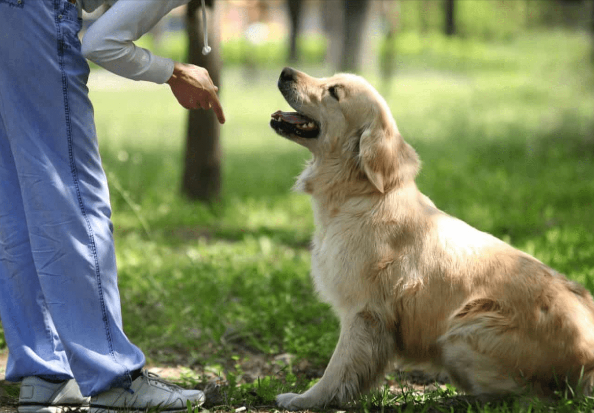 Basic Obedience Training Tips for First-Time Dog Owners